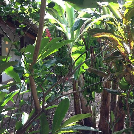 Hotel Portal De La Marquesa Mompos Exterior foto Ginger plants