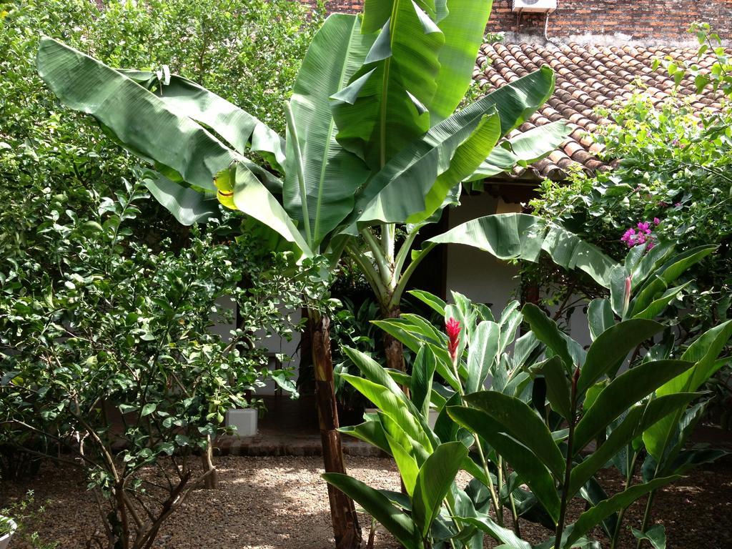 Hotel Portal De La Marquesa Mompos Exterior foto Banana tree